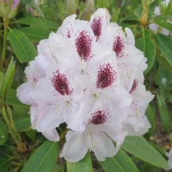Rododendro branco 'Calsap'